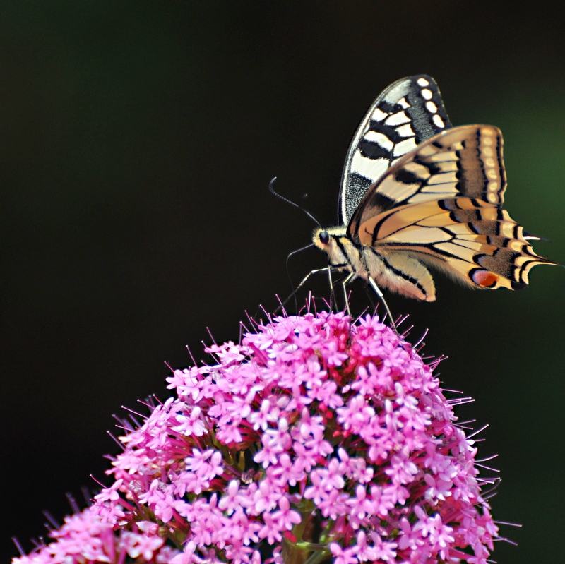 Machaon grand porte-queue 3