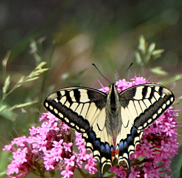 Machaon grand porte-queue