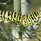 Machaon grand porte-queue en devenir