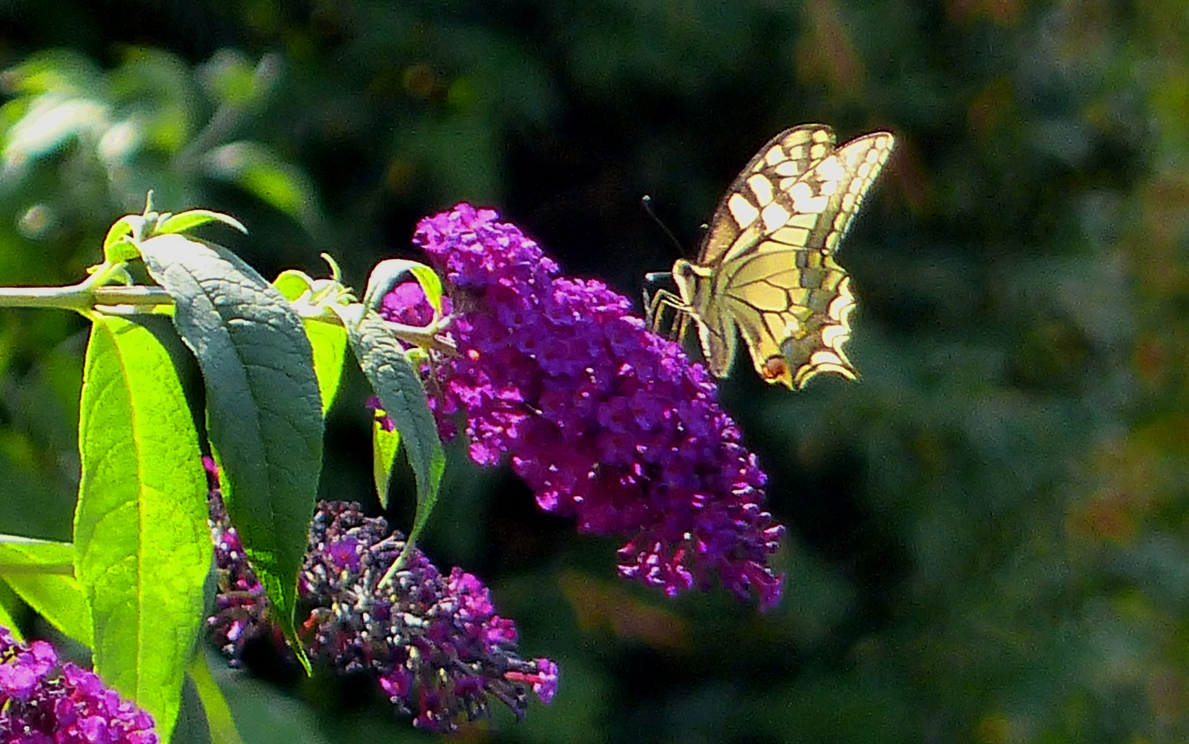 MACHAON le roi des Buddlehias !