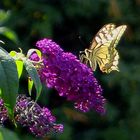 MACHAON le roi des Buddlehias !