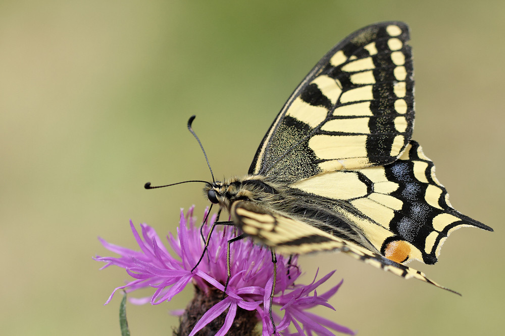 Machaon - Papilio machaon