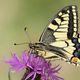 Machaon - Papilio machaon