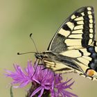 Machaon - Papilio machaon