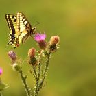 Machaon (Papilio machaon)