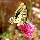 Machaon - papillon de mon jardin Auriol 13