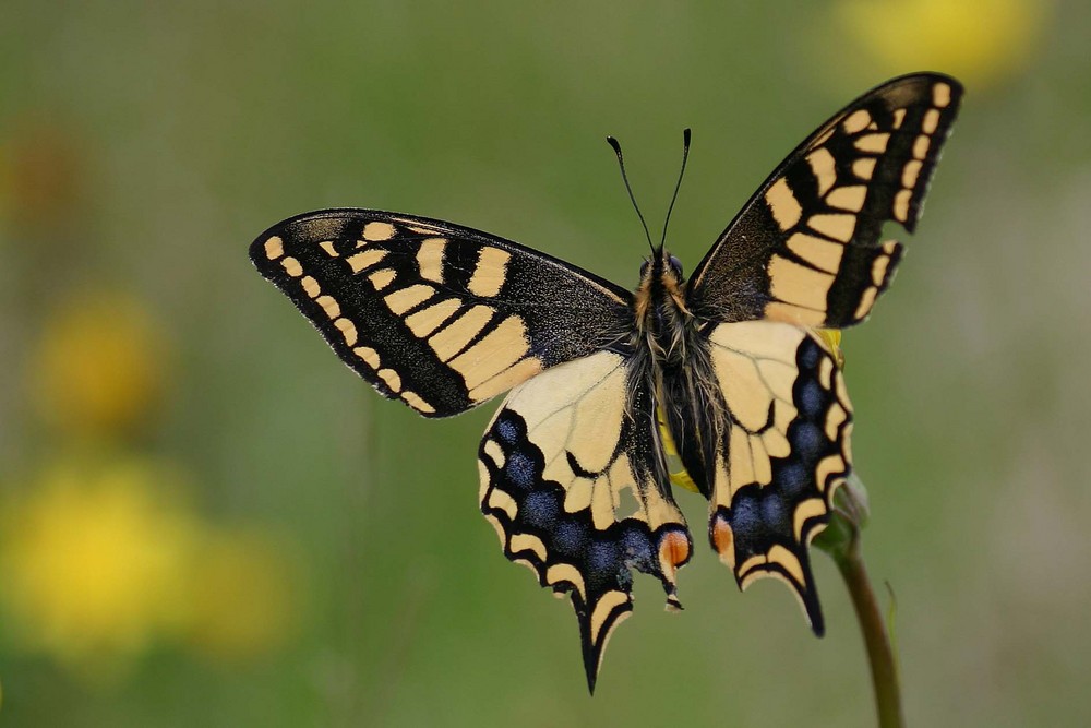 Machaon porte-queue de Emmanuel Holder 