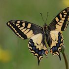 Machaon porte-queue