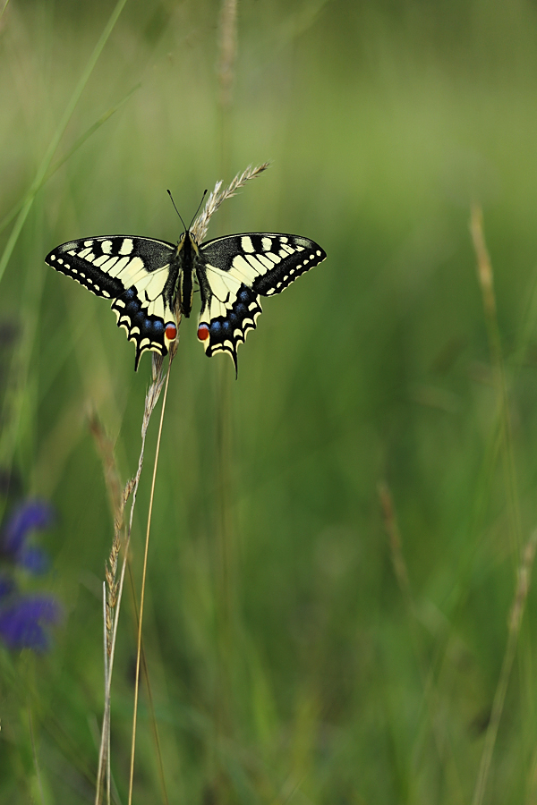 Machaon posé sur les épis de graminées