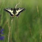 Machaon posé sur les épis de graminées