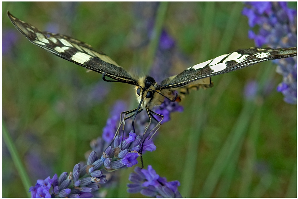 Machaon sur lavande