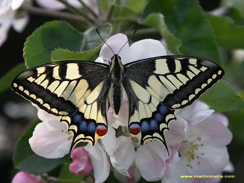 Machaon sur une...