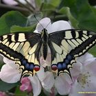 Machaon sur une...