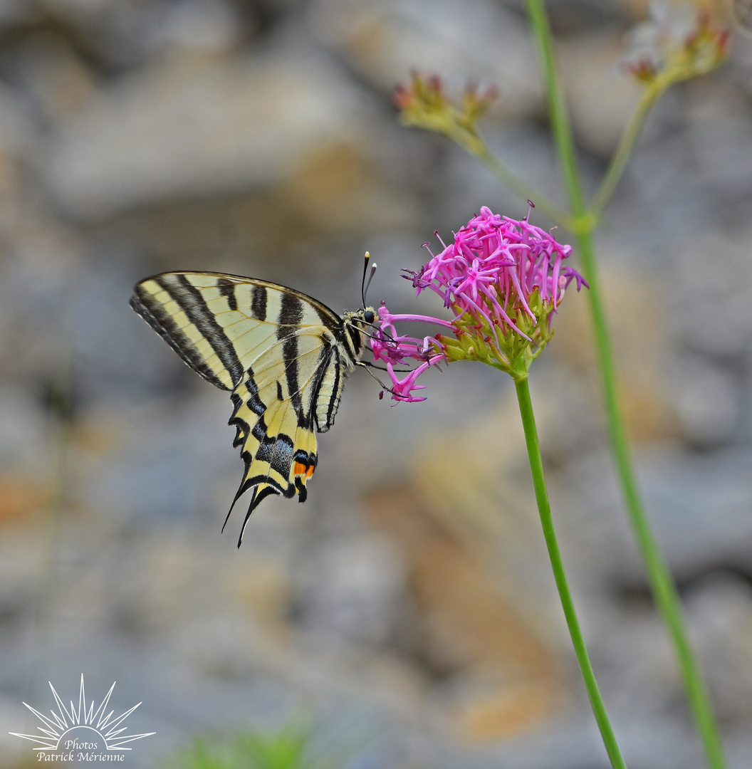 MACHAON_RECADRE_LOGO PM_JARDIN_JUIN 2022_DSC_3837