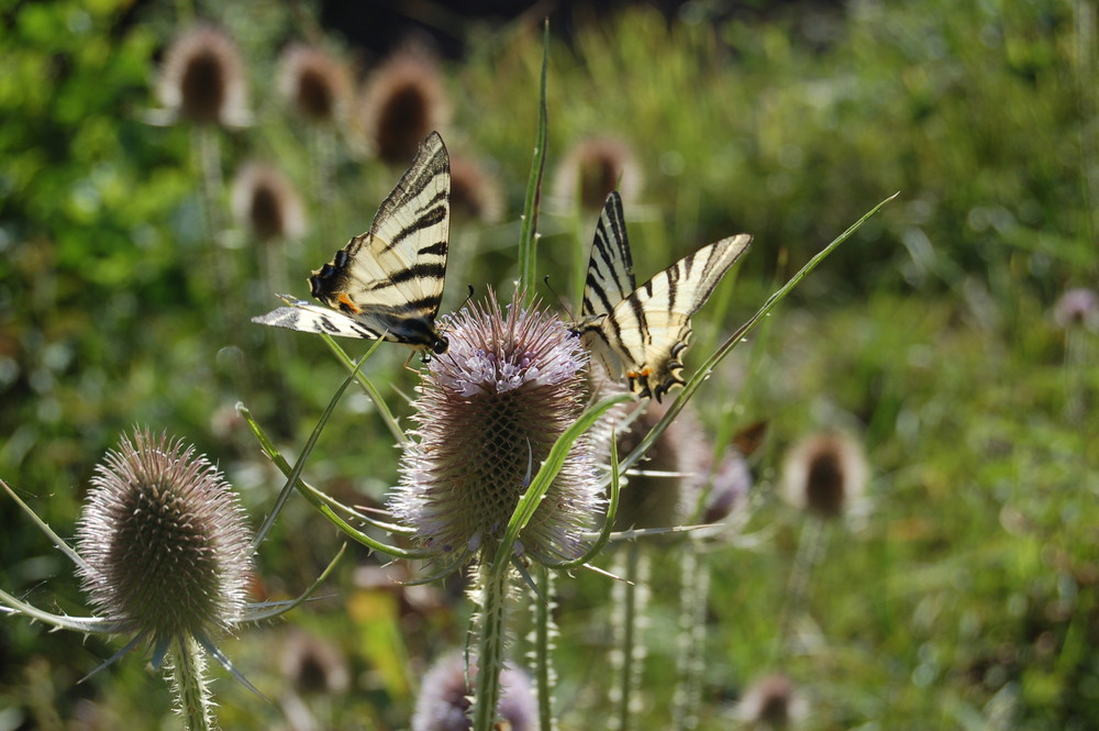 machaons sur chardons