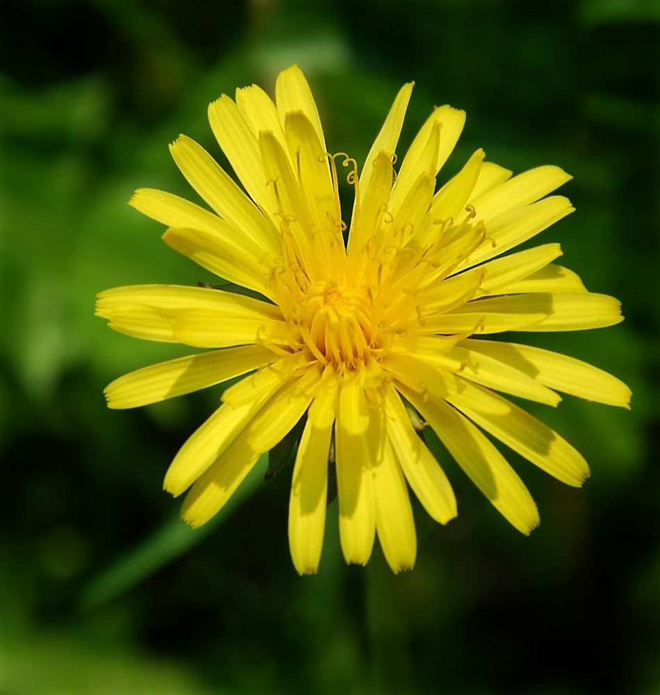 Machen Sie Löwenzahn zu Ihrer Lieblingsblume-