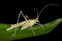 Machimoides Katydid