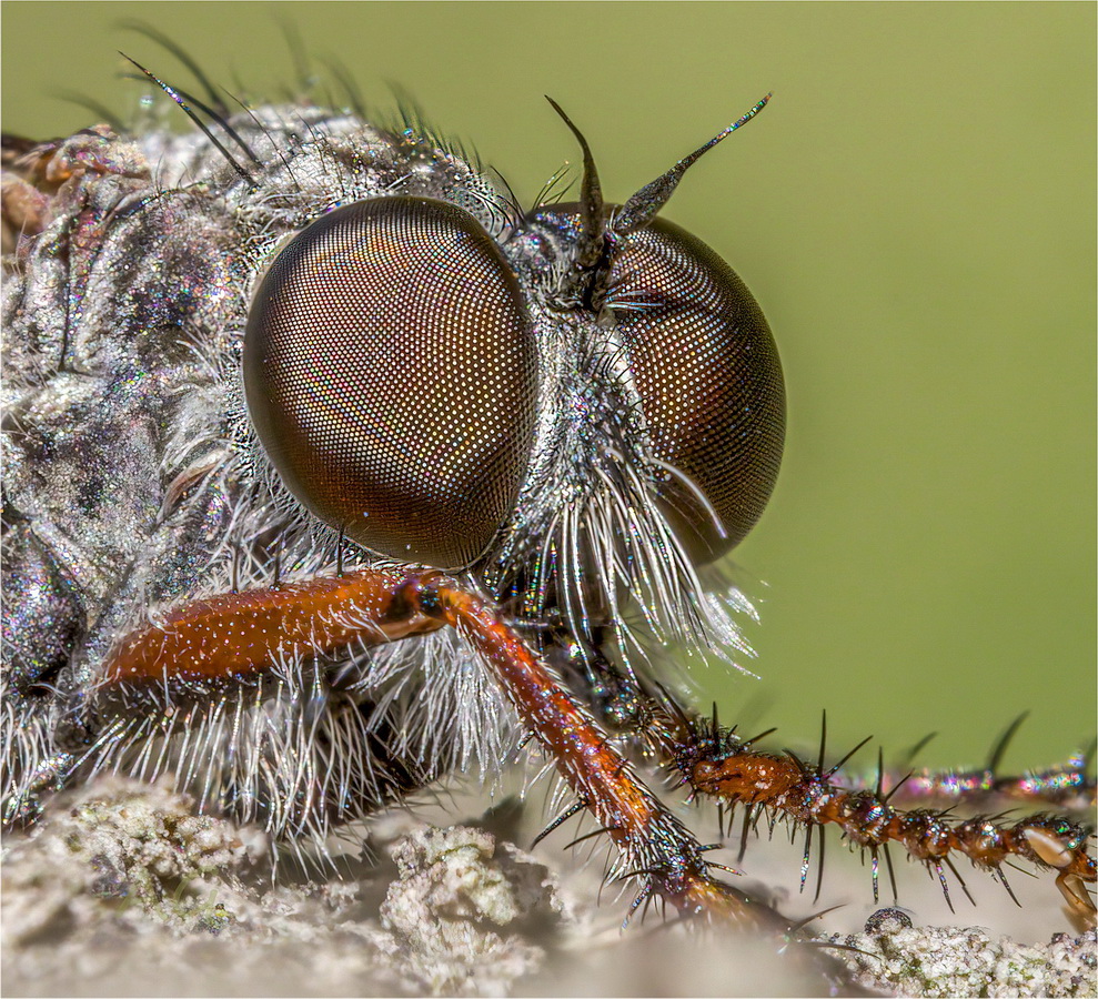 Machimus atricapillus (portrait)