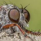 Machimus atricapillus (portrait)