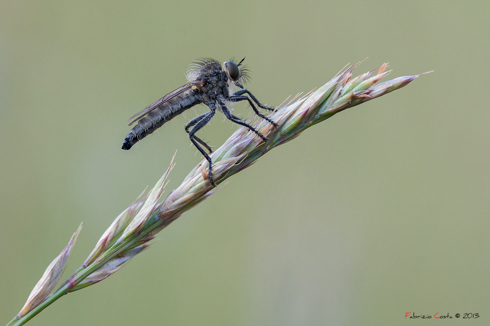 Machimus Cingulatus 2013