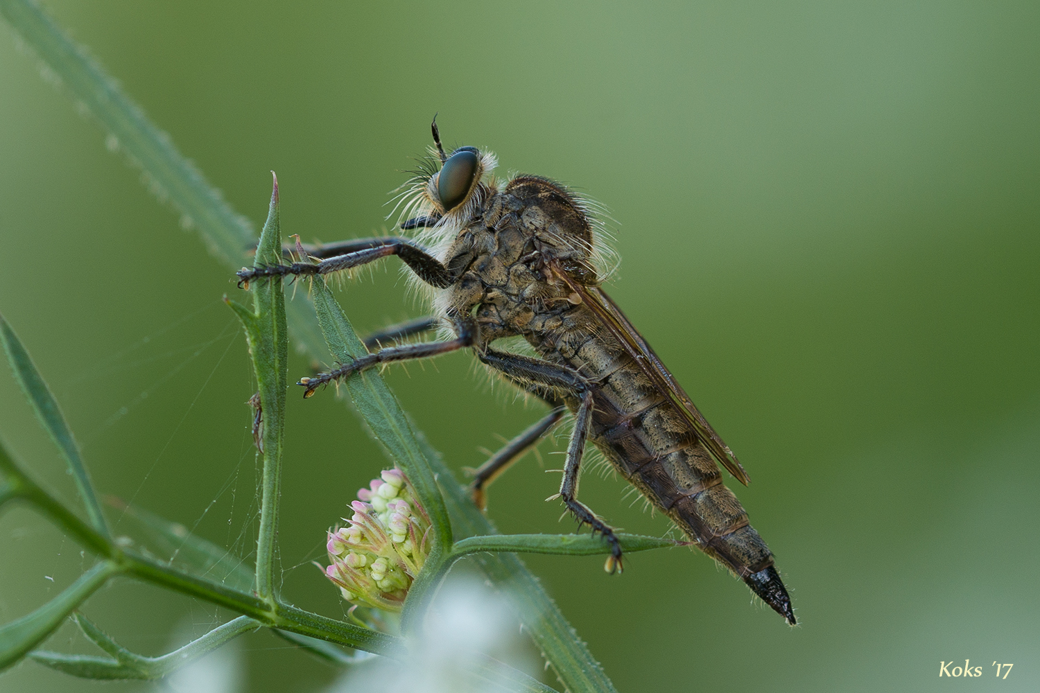 Machimus rusticus