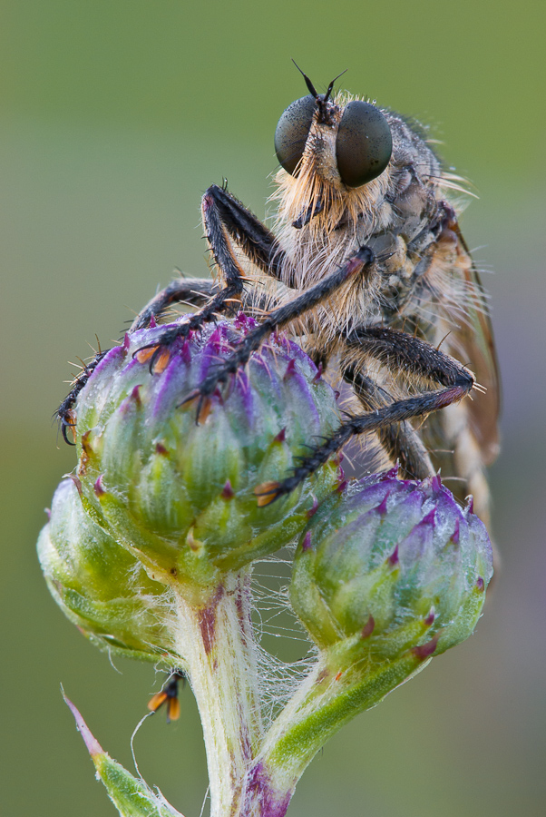 Machimus rusticus II