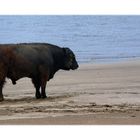 Macho am Strand