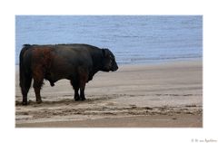 Macho am Strand