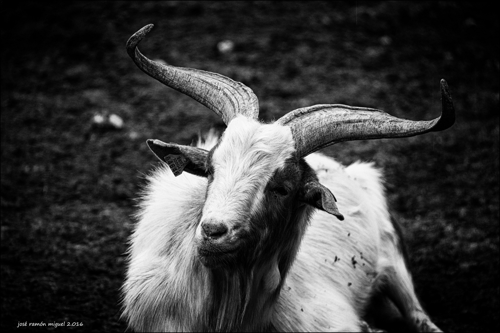 Macho cabrio viejo Imagen & Foto | animales, animales domésticos