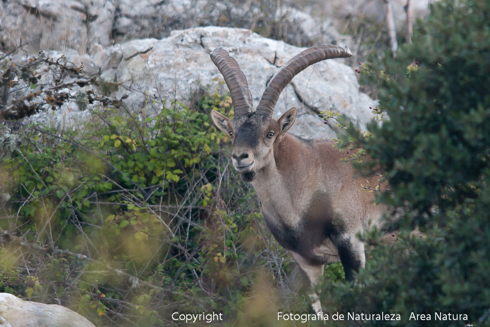 Macho de Cabra Montés hispánica del Torcal Antequera