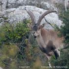 Macho de Cabra Montés hispánica del Torcal Antequera