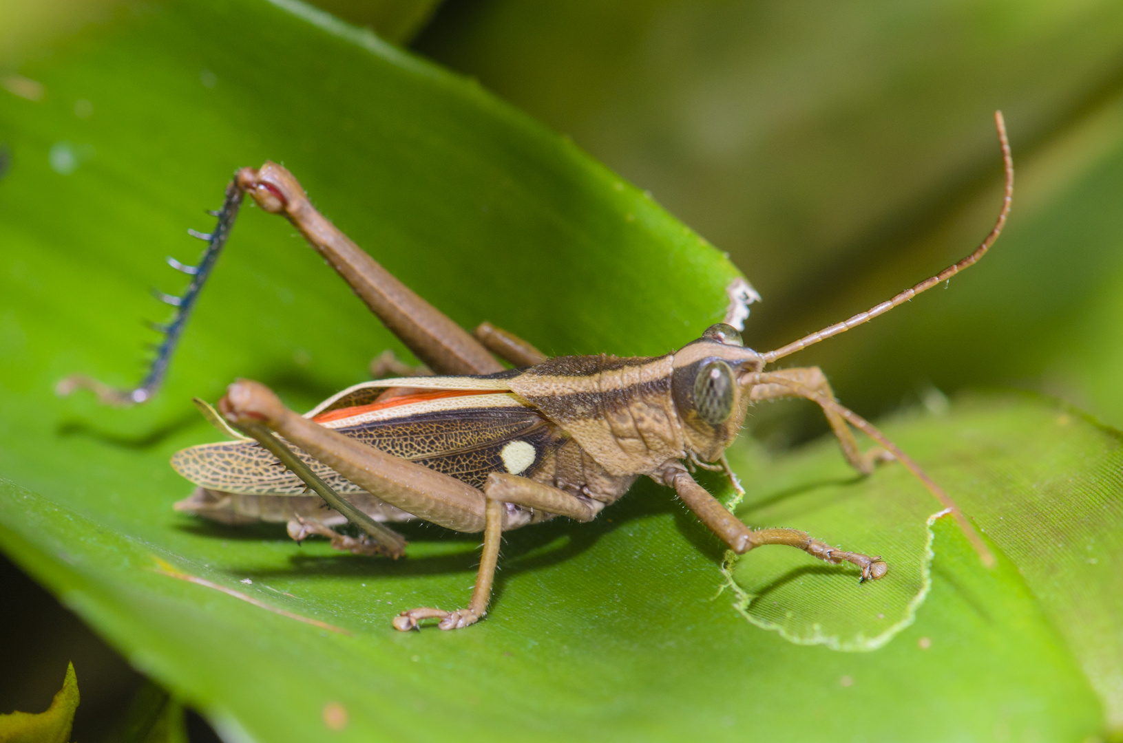 MACHO DE SALTAMONTES AGRIACRIS TRICRISTATA