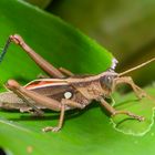 MACHO DE SALTAMONTES AGRIACRIS TRICRISTATA