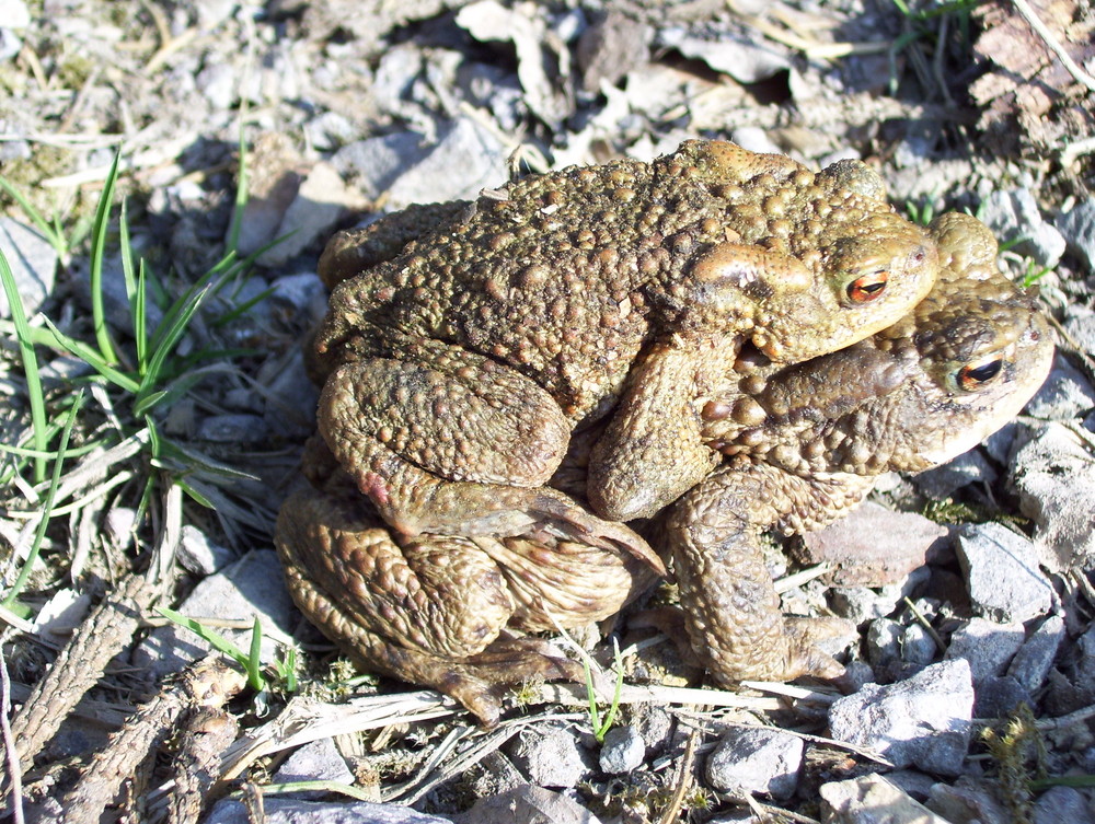 Macho....auf dem Rücken seiner Frau das Wasser suchen