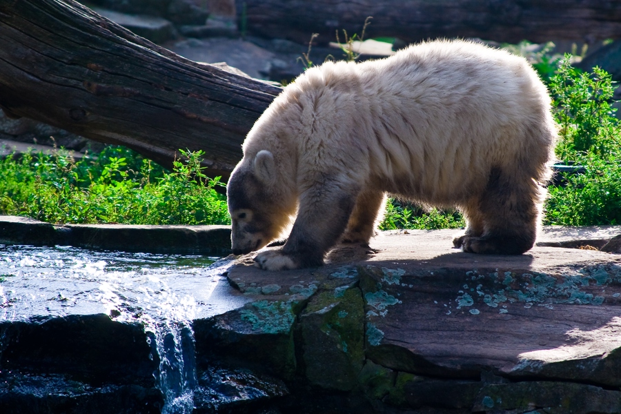 :: Machs gut, Knut ::