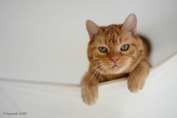 Machs gut mein Freund