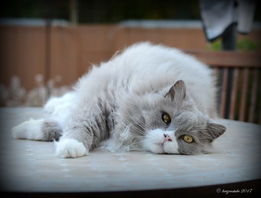 Machs gut mein Freund