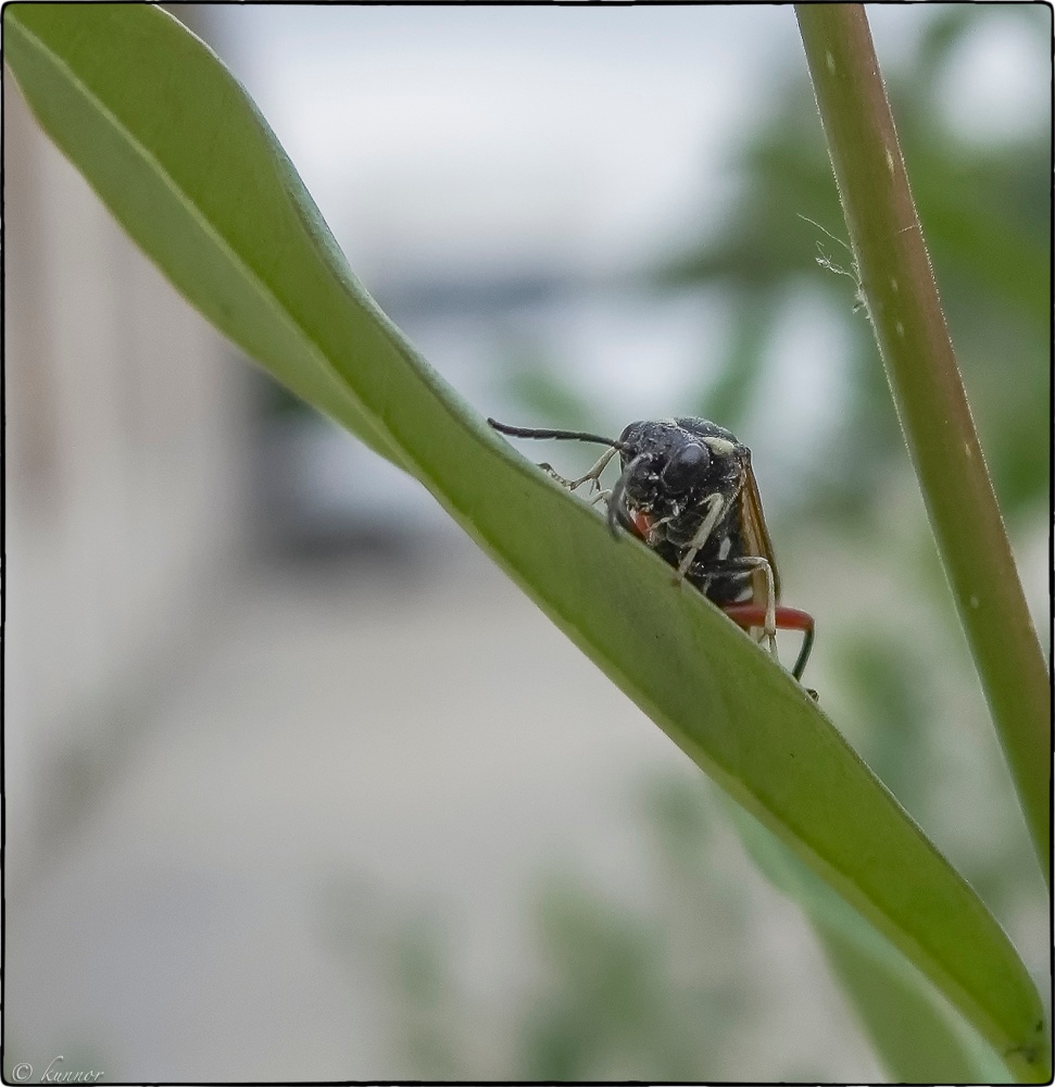 machst Du Makro von mir ???