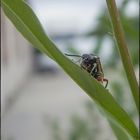 machst Du Makro von mir ???