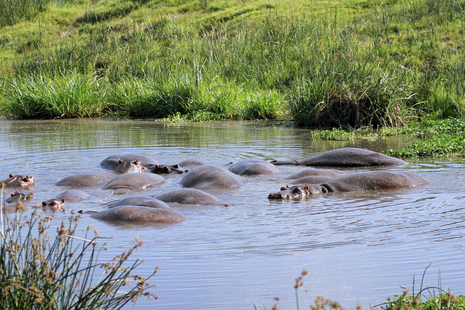 Macht es heute wie die Hippos ...