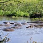 Macht es heute wie die Hippos ...