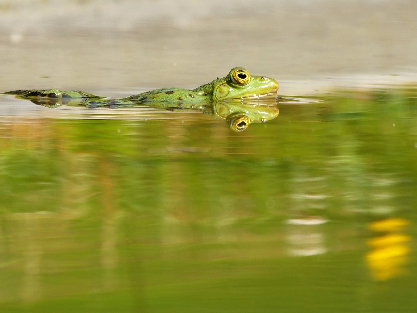 Macht es wie der Frosch