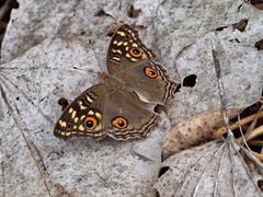 Macht mal Päuschen - Lemon Pansy