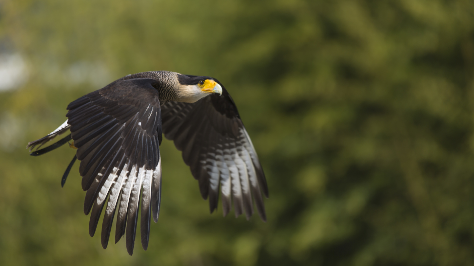 macht mal Platz kann ich die Flügel ausbreiten