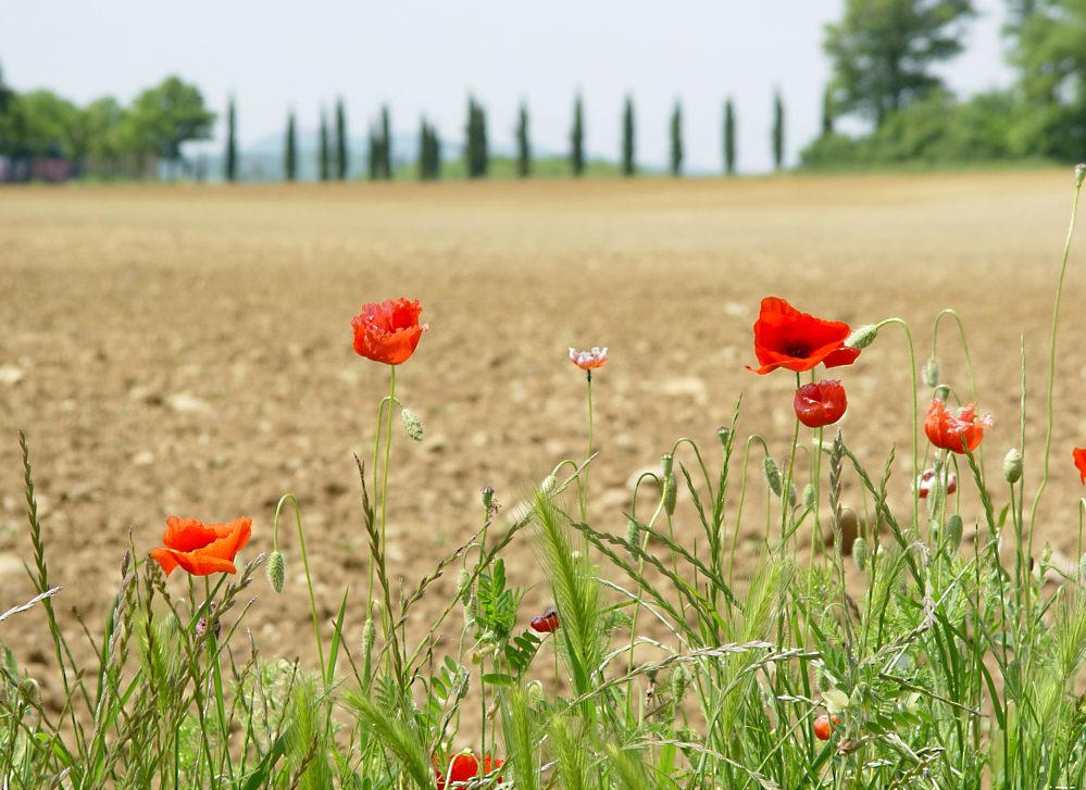 macht Mohn doof ?