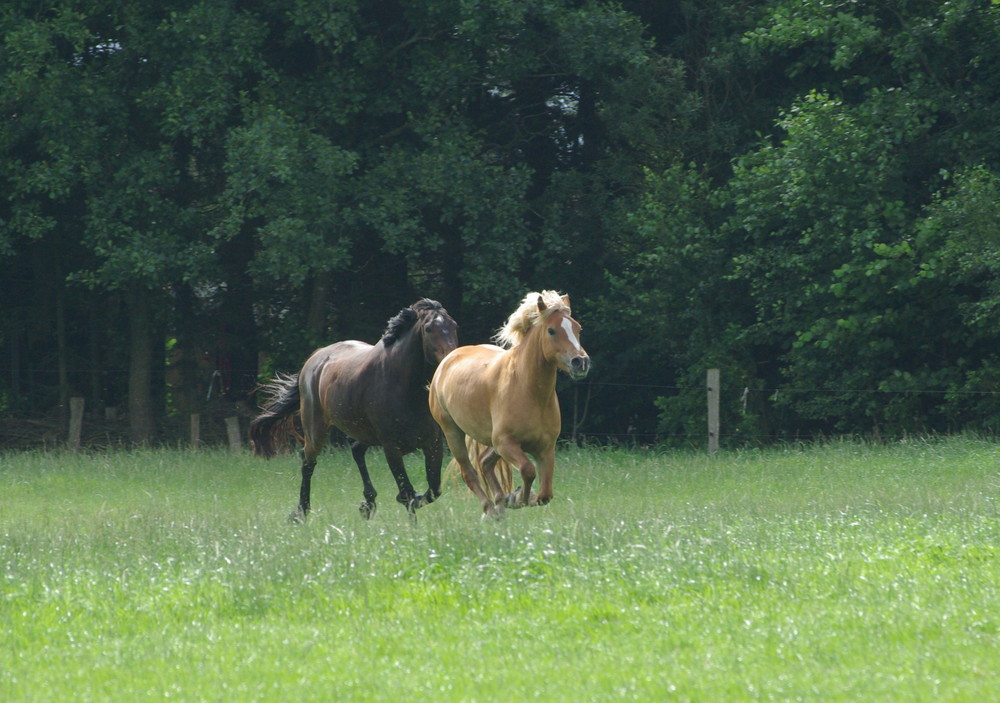 "Machtkämpfchen"