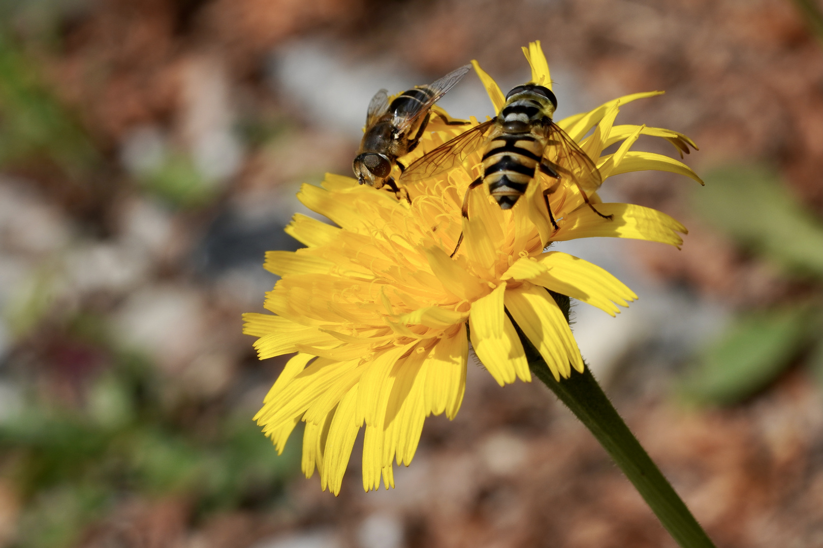 Machtkampf auf der Löwenzahnblüte