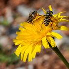 Machtkampf auf der Löwenzahnblüte