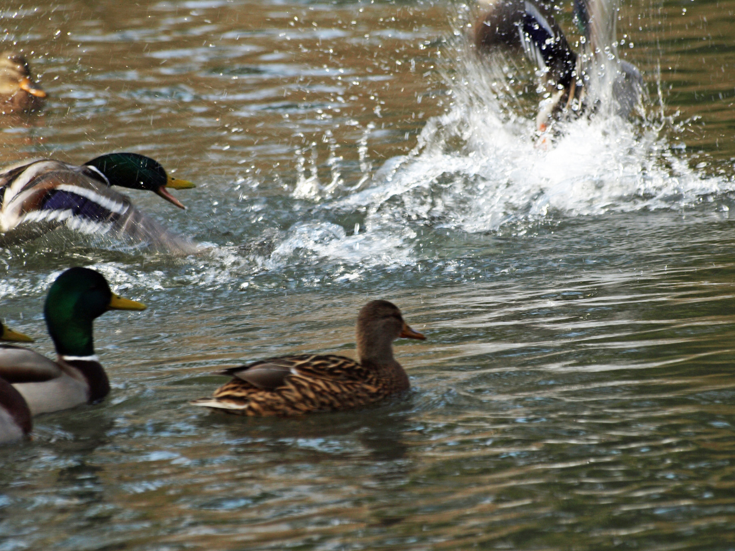 Machtkampf im Entenweiher