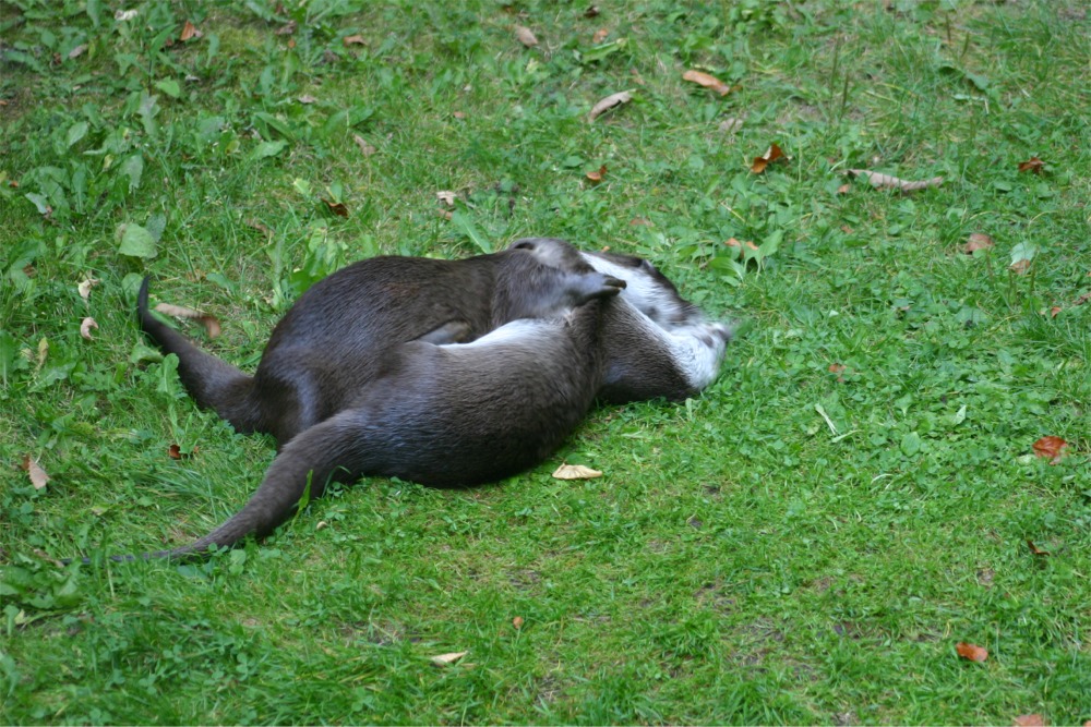 Machtkampf oder Kuschelstunde ?